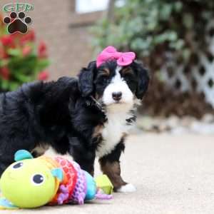 Lemonade, Mini Bernedoodle Puppy